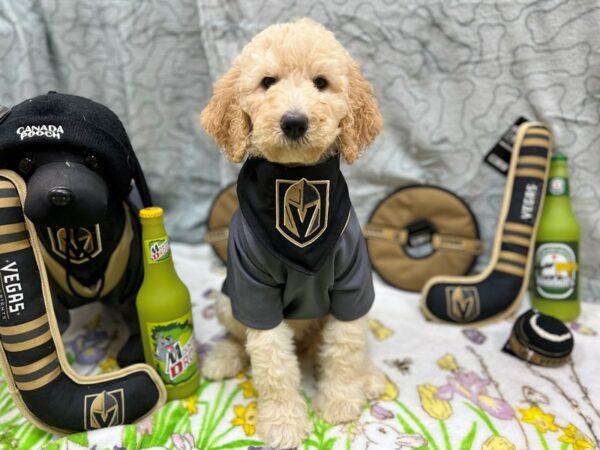 [#26567] Golden Female F1B Goldendoodle Puppies For Sale