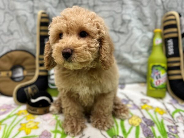 F1B Mini Goldendoodle-Dog-Female-Golden-26594-Petland Las Vegas, Nevada