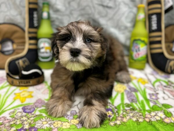 Poodle/Soft Coated Wheaten Terrier Dog Female Blue Merle 26593 Petland Las Vegas, Nevada