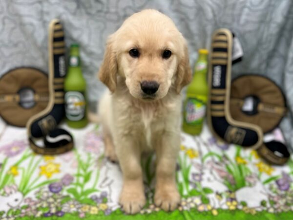 Golden Retriever-Dog-Female-Golden-26586-Petland Las Vegas, Nevada