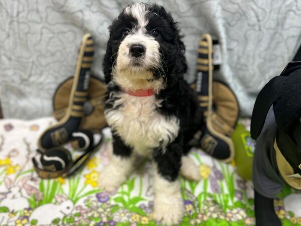 Bernese Mountain Dog/Standard Poodle-Dog-Female-Black / White-26592-Petland Las Vegas, Nevada