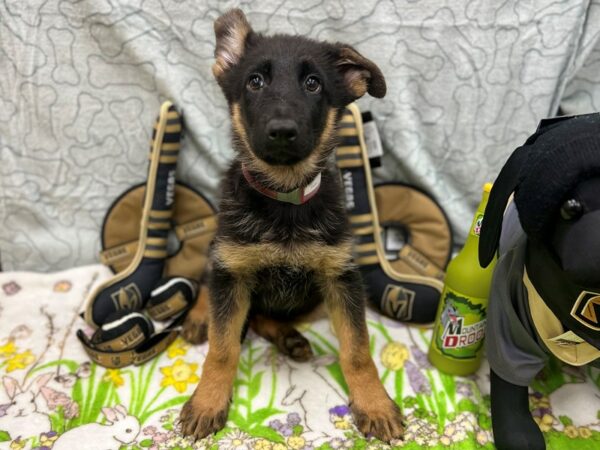 German Shepherd Dog-Dog-Female-Black and Tan-26582-Petland Las Vegas, Nevada