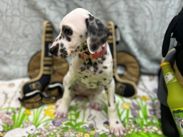 Dalmatian-Dog-Female-White and Black-26581-Petland Las Vegas, Nevada