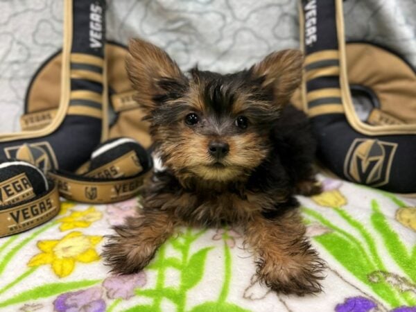 Yorkshire Terrier Dog Male Black / Tan 26591 Petland Las Vegas, Nevada