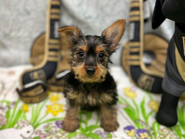 Silky Terrier-Dog-Female-Black / Tan-26590-Petland Las Vegas, Nevada