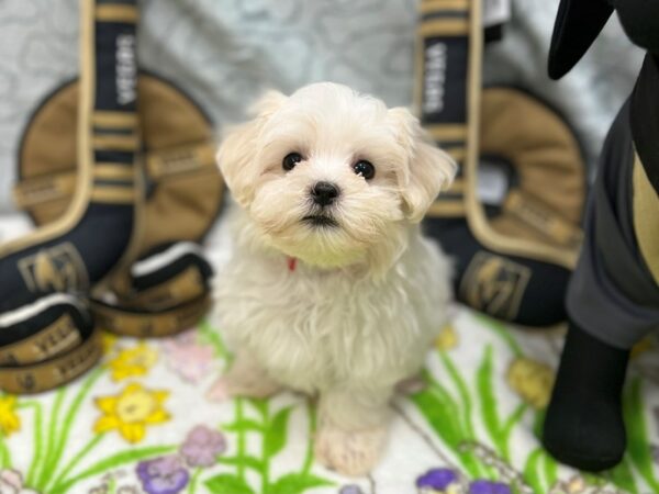 Maltese Dog Female White 26587 Petland Las Vegas, Nevada