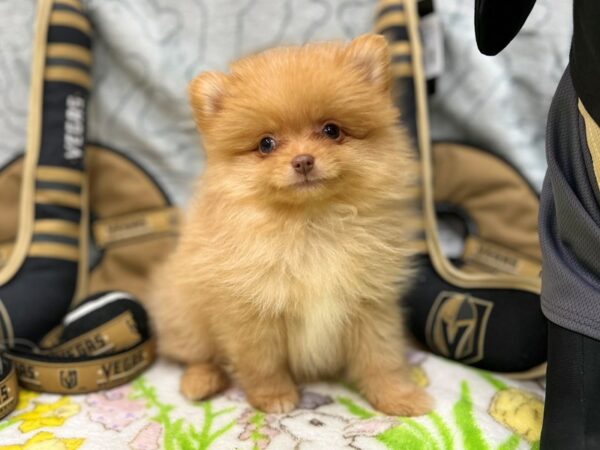 Pomeranian-Dog-Male-Red Sable-26589-Petland Las Vegas, Nevada