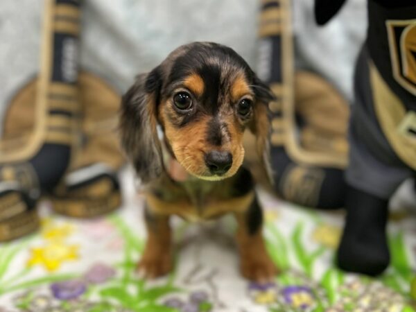 Dachshund Dog Female Black / Tan 26585 Petland Las Vegas, Nevada