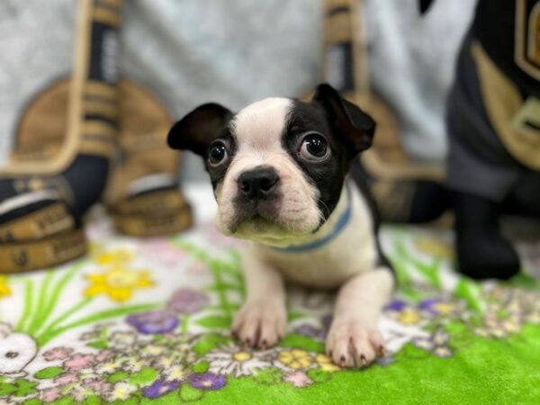 Boston Terrier Dog Male Black and White 26578 Petland Las Vegas, Nevada