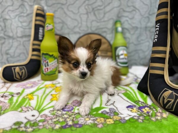 Papillon-Dog-Male-White and Red-26596-Petland Las Vegas, Nevada