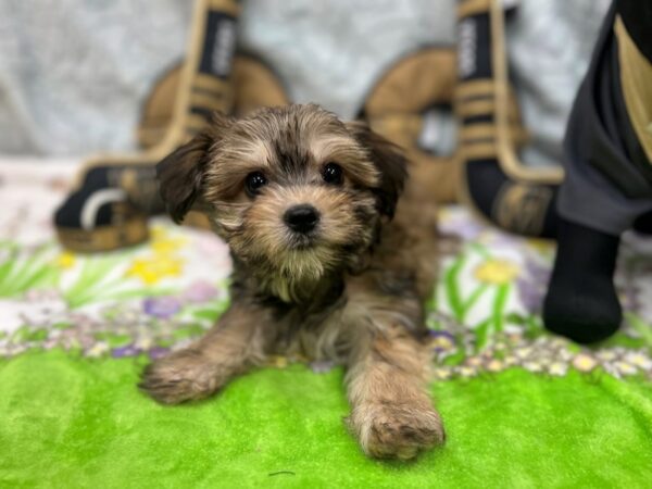 Maltese/Yorkshire Terrier Dog Female Gold 26595 Petland Las Vegas, Nevada