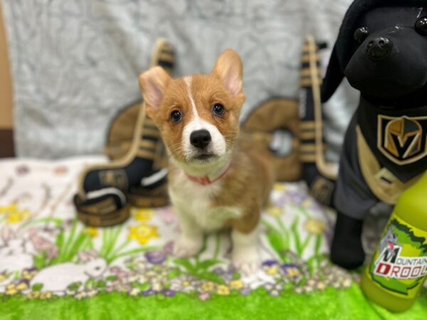 Pembroke Welsh Corgi Dog Female Red / White 26588 Petland Las Vegas, Nevada