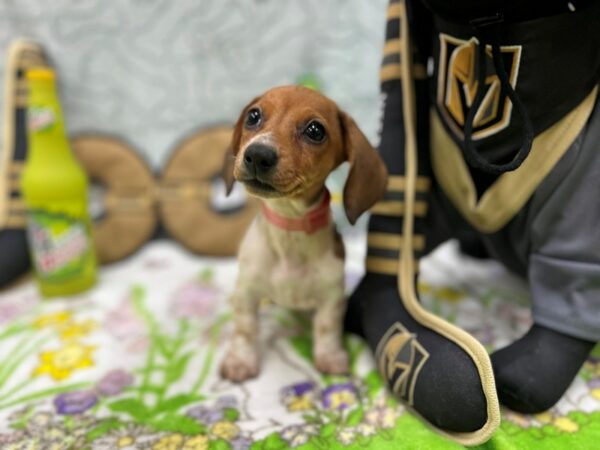 Dachshund-Dog-Female-Red-26580-Petland Las Vegas, Nevada