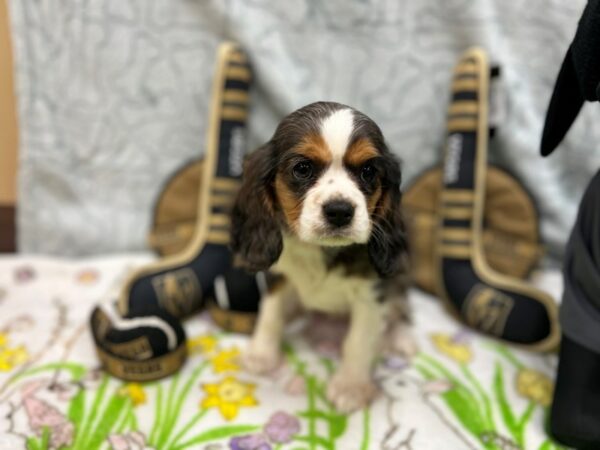 Cavalier King Charles Spaniel Dog Female Blue Merle 26579 Petland Las Vegas, Nevada