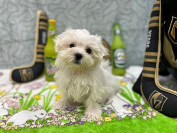 Maltese Dog Female White 26577 Petland Las Vegas, Nevada