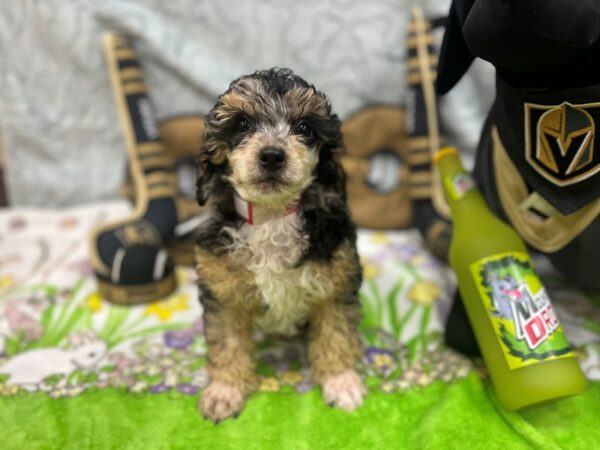 Poodle Dog Female Blue Merle 26574 Petland Las Vegas, Nevada