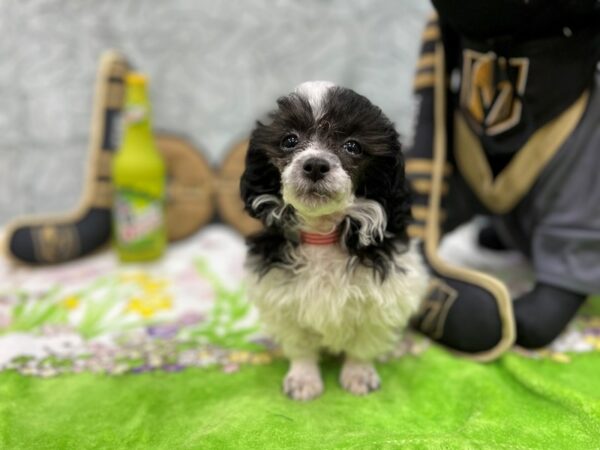 Poodle Dog Female Black and White 26573 Petland Las Vegas, Nevada