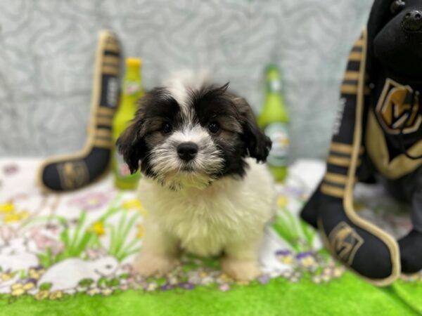 Havanese-Dog-Female-Fawn Sable-26572-Petland Las Vegas, Nevada