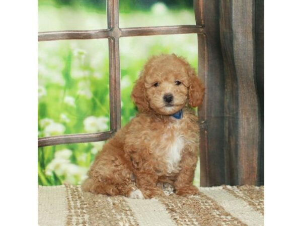 F1B Mini Goldendoodle Dog Female Red 26621 Petland Las Vegas, Nevada