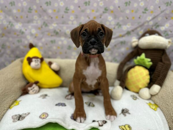 Boxer-Dog-Female-Fawn-26609-Petland Las Vegas, Nevada