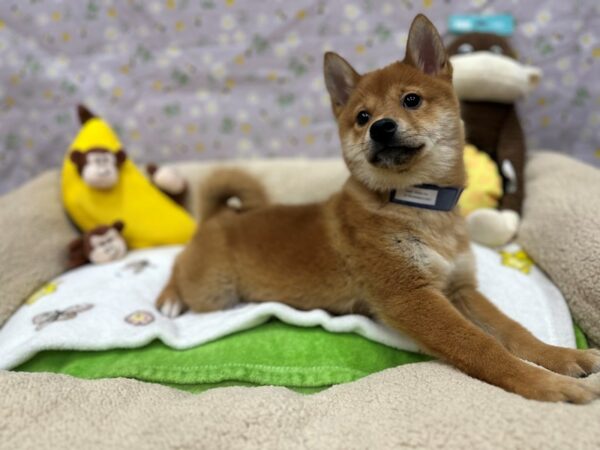 Shiba Inu Dog Male Red 26602 Petland Las Vegas, Nevada