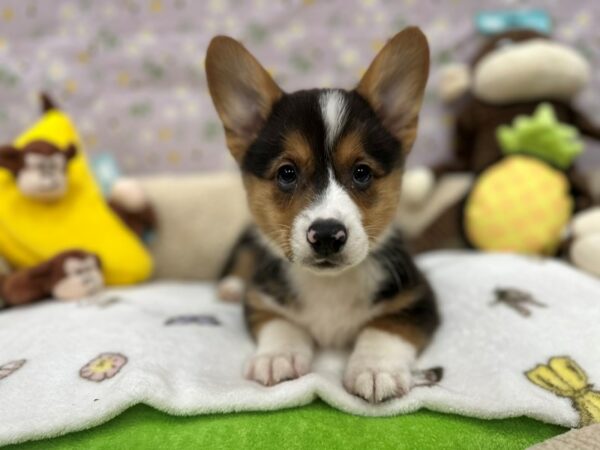 Pembroke Welsh Corgi Dog Male Black and Tan 26606 Petland Las Vegas, Nevada