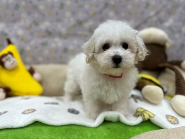 Bichon Frise Dog Female White 26607 Petland Las Vegas, Nevada