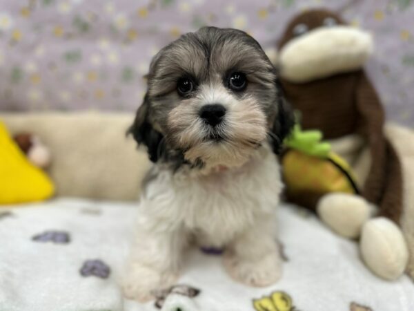 Bichon Frise/Shih Tzu Dog Female Silver Gold and White 26601 Petland Las Vegas, Nevada