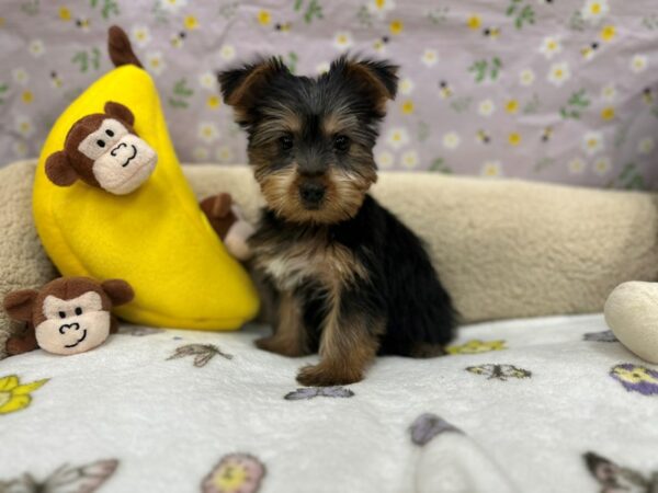 Silky Terrier Dog Female Black / Tan 26615 Petland Las Vegas, Nevada