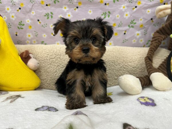 Yorkshire Terrier Dog Female Black / Tan 26617 Petland Las Vegas, Nevada