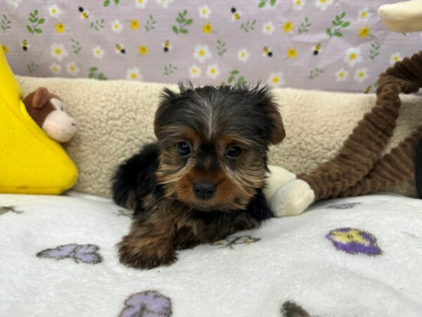 Yorkshire Terrier Dog Male Black / Tan 26616 Petland Las Vegas, Nevada