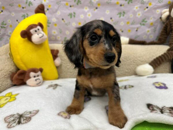 Dachshund-Dog-Female-Black / Tan-26619-Petland Las Vegas, Nevada