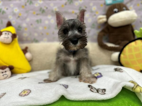 Miniature Schnauzer Dog Male Salt / Pepper 26612 Petland Las Vegas, Nevada