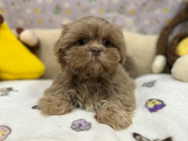 Shih Tzu-Dog-Female-Lilac-26614-Petland Las Vegas, Nevada