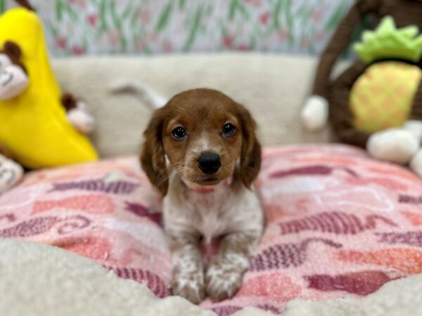 Dachshund-Dog-Female-Red-26643-Petland Las Vegas, Nevada