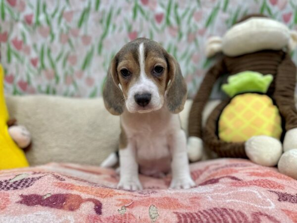 Beagle Dog Male Blue Tan / White 26648 Petland Las Vegas, Nevada