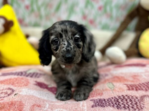 Dachshund Dog Female Black 26652 Petland Las Vegas, Nevada