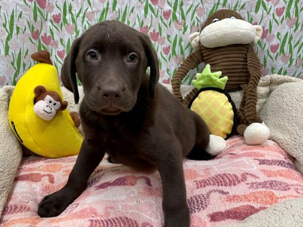 Labrador Retriever Dog Female Chocolate 26647 Petland Las Vegas, Nevada