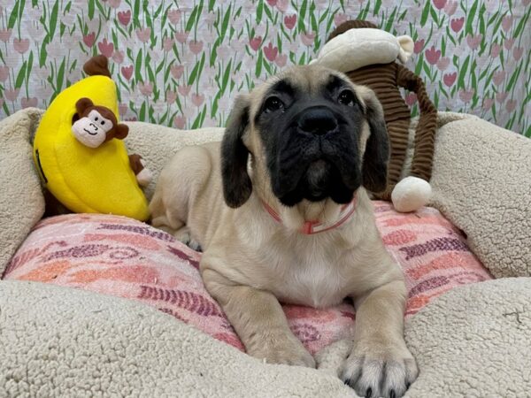 English Mastiff-Dog-Female-Fawn-26633-Petland Las Vegas, Nevada