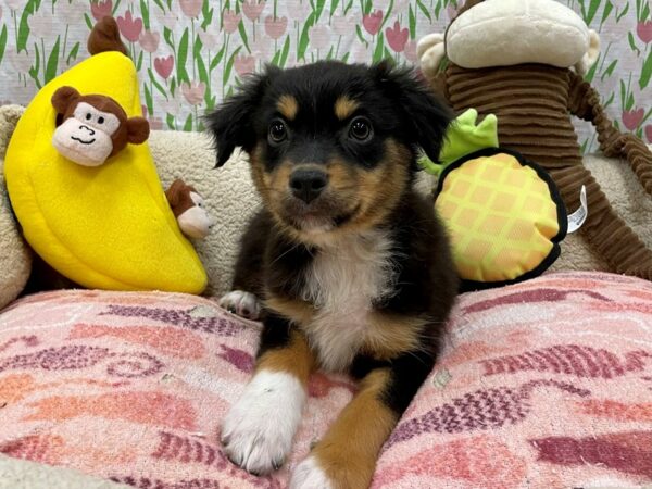 Australian Shepherd Dog Male Black and White 26640 Petland Las Vegas, Nevada