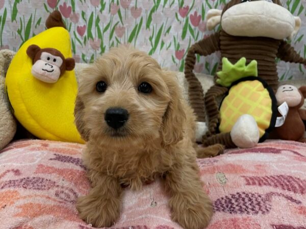 F1B Mini Goldendoodle-Dog-Female-Apricot-26631-Petland Las Vegas, Nevada