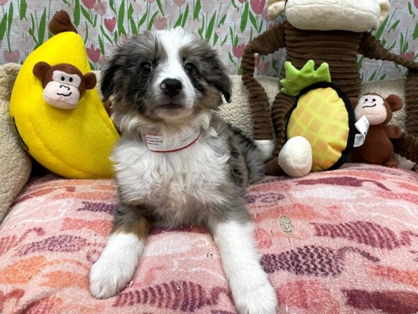 Miniature Australian Shepherd Dog Female Blue Merle White and Tan 26634 Petland Las Vegas, Nevada