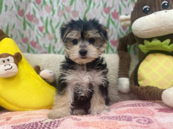 Maltese/Yorkshire Terrier Dog Male Black / Tan 26659 Petland Las Vegas, Nevada