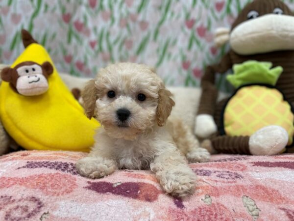 Bichon Frise/Poodle Dog Female Apricot 26657 Petland Las Vegas, Nevada