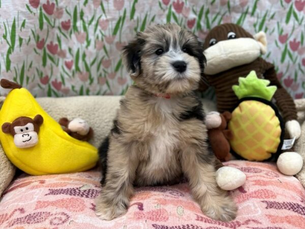 Poodle/Soft Coated Wheaten Terrier Dog Female Wheaten Merle 26658 Petland Las Vegas, Nevada