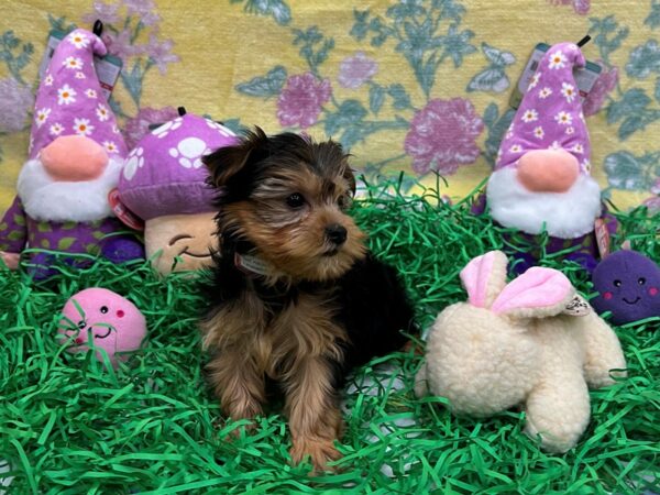 F1B Morkie-Dog-Female-Black / Tan-26431-Petland Las Vegas, Nevada