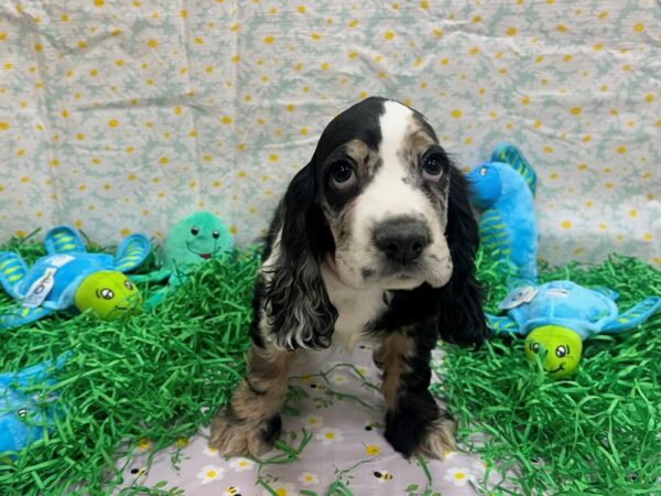 Cocker Spaniel Dog Male Blue Merle / Tan 26461 Petland Las Vegas, Nevada