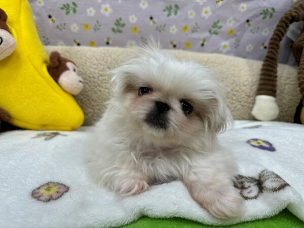 Pekingese Dog Female Cream 26605 Petland Las Vegas, Nevada