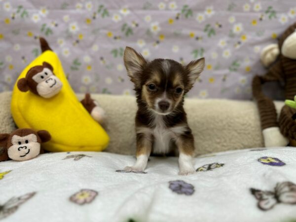 Chihuahua-Dog-Male-Chocolate and Tan-26610-Petland Las Vegas, Nevada