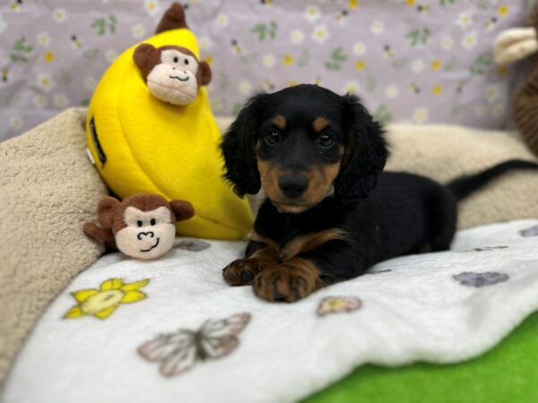 Dachshund Dog Male Black / Tan 26620 Petland Las Vegas, Nevada